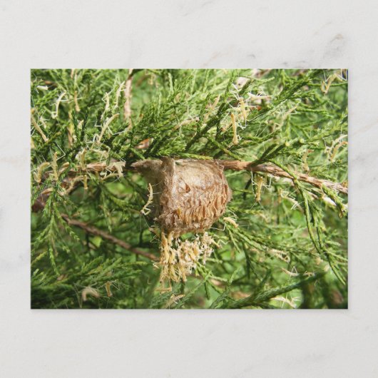 Emerging Mantisのはがき ポストカード (正面)