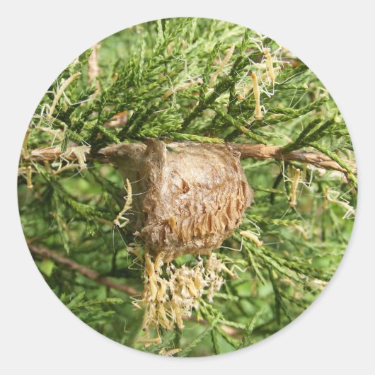 Emerging Mantis ～シール ラウンドシール (正面)