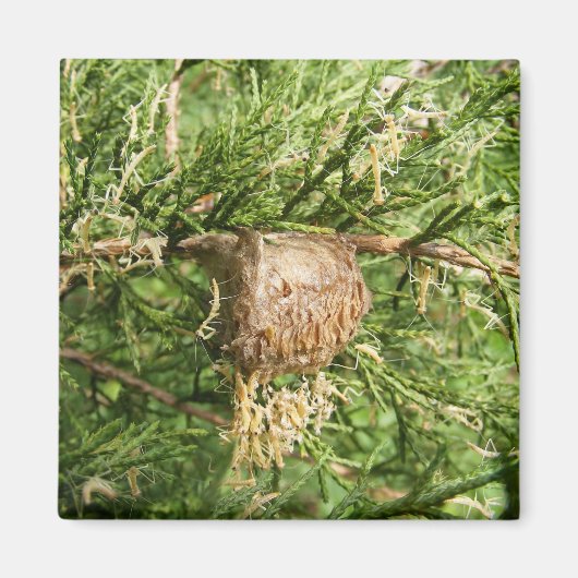 Emerging Mantis ～磁石 マグネット (正面)