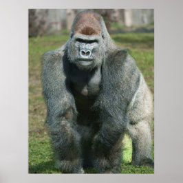 Emerging Strength – Lope the Silverback ポスター