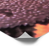 Emperor Angelfish-Raja Ampat ポスター (角)