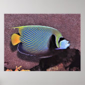 Emperor Angelfish-Raja Ampat ポスター (正面)