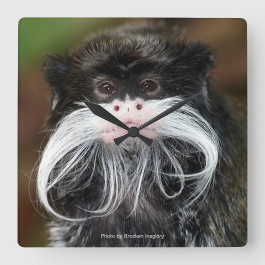 Emperor Tamarin スクエア壁時計 (正面)