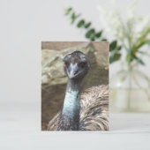 Emuはがき ポストカード (スタンド正面)