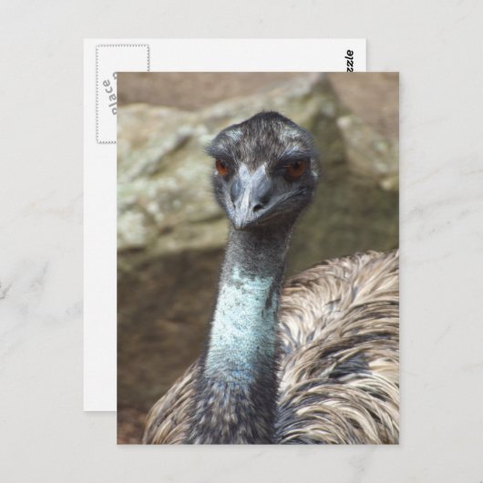 Emuはがき ポストカード (正面/裏面)