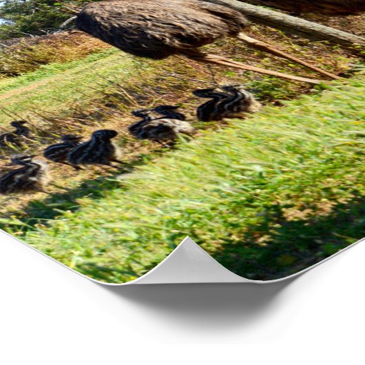 Emu誇りを持った親ポスター ポスター (角)