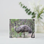 emu ポストカード (スタンド正面)