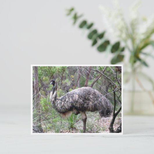 emu ポストカード (スタンド正面)