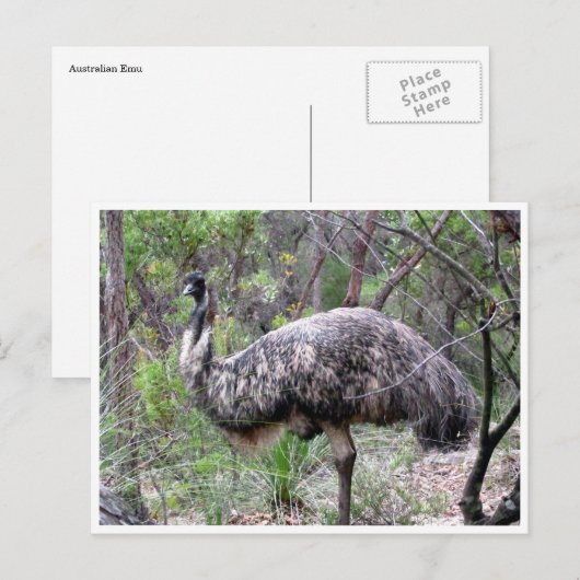 emu ポストカード (正面/裏面)