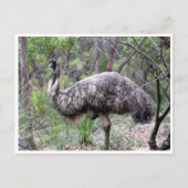 emu ポストカード (正面)