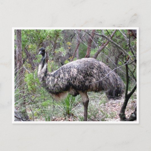 emu ポストカード (正面)