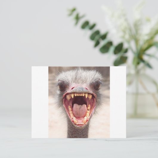 emu ポストカード (スタンド正面)