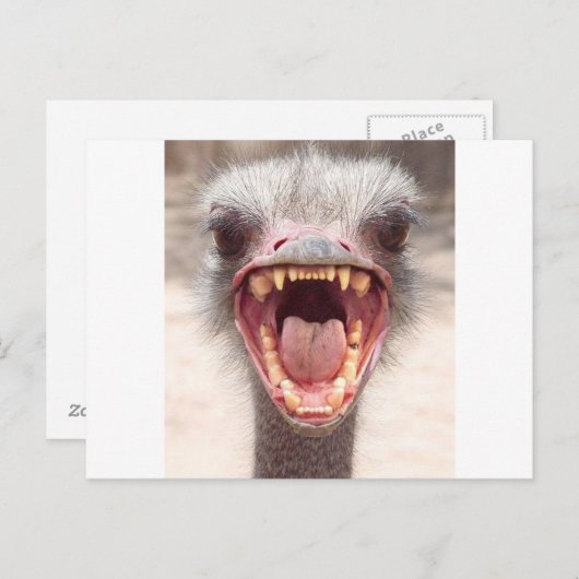 emu ポストカード (正面/裏面)