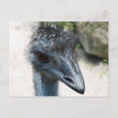 Emu Bird Lookinを見る ポストカード (正面)