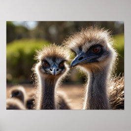 Emu Birds ポスター
