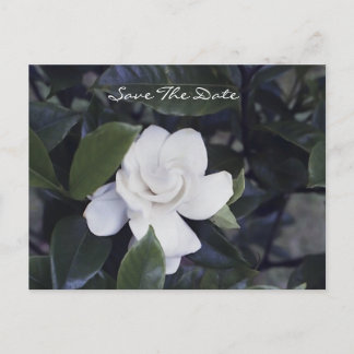 Enchanting Gardenia Save The Date Postcard 案内ポストカード