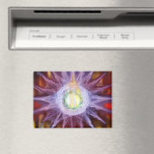 Energy of Star Magnet マグネット (インサイチュ (食洗機))