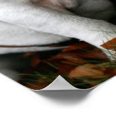 English Bulldogポスタープリント ポスター (角)