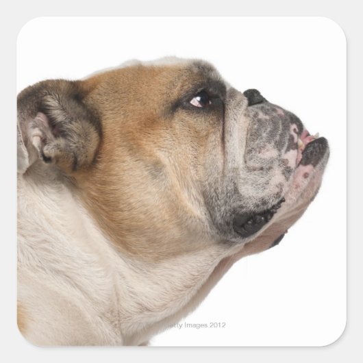 English Bulldog (6歳) スクエアシール (正面)