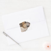 English Bulldog (6歳) スクエアシール (封筒)