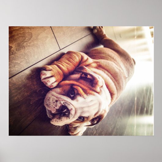 English Bulldog Lying Dog | Dog Photo ポスター (正面)