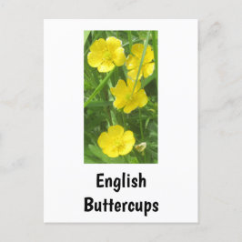 English Buttercupsはがき ポストカード