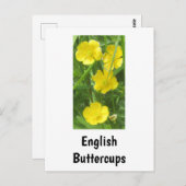 English Buttercupsはがき ポストカード (正面/裏面)
