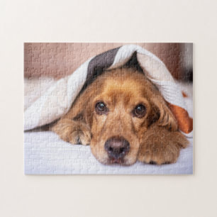 English Cocker Spaniel ジグソーパズル