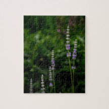 English Lavender