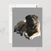 English Mastiff große Dogge  ポストカード (正面/裏面)