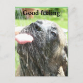 English Mastiff gutes Gefühl  ポストカード (正面)