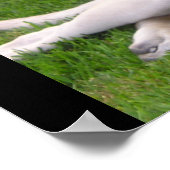 English Mastiff puppy ポスター (角)