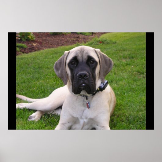 English Mastiff puppy ポスター (正面)