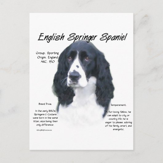 English Springerスパニエル犬(blk)履歴デザイン ポストカード (正面)