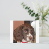 English_Springer_Configスパニエル犬の下半身 ポストカード (スタンド正面)