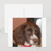 English_Springer_Configスパニエル犬の下半身 ポストカード (正面/裏面)