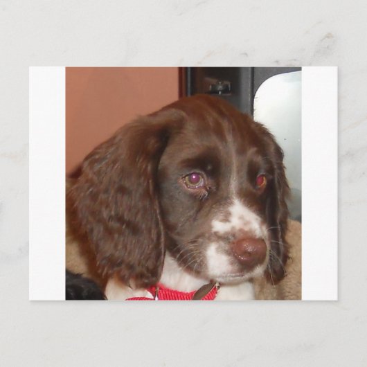 English_Springer_Configスパニエル犬の下半身 ポストカード (正面)