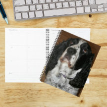 English Springer Spaniel Pet Photo