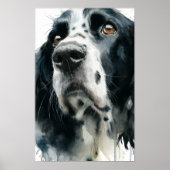 English springer spaniel portrait with ticking ポスター (正面)