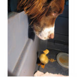 english springer spaniel w duckling 写真彫刻キーホルダー<br><div class="desc">e</div>