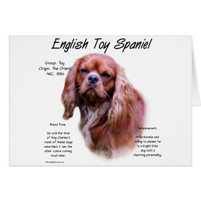 English Toyスパニエル犬(ruby)履歴デザイン (正面横)