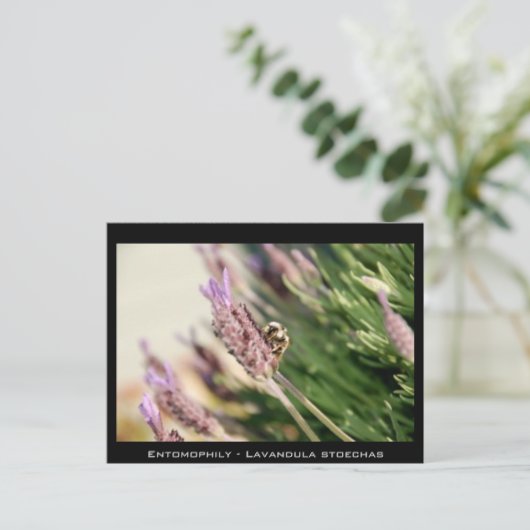 Entomophily - Lavandula stoechas ポストカード (スタンド正面)