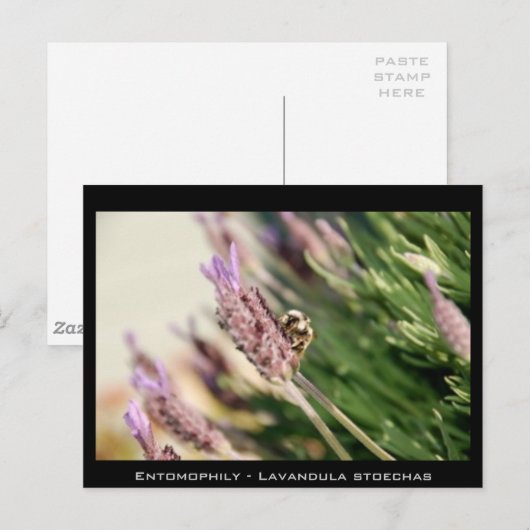 Entomophily - Lavandula stoechas ポストカード (正面/裏面)
