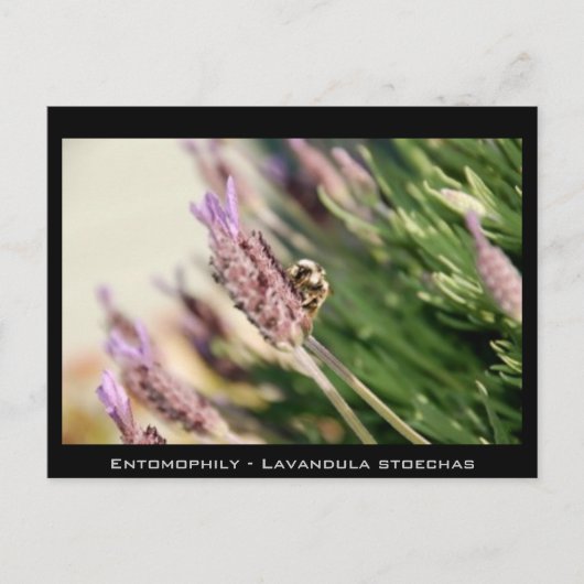 Entomophily - Lavandula stoechas ポストカード (正面)