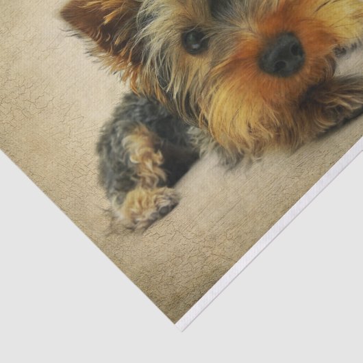 Ephemeraはがきフランスのテリア犬のデコップページ 薄葉紙 (詳細)