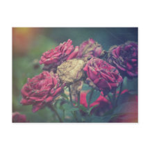 Ephemera Journalクラフトハガキバラ