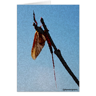 Ephemeroptera -カード