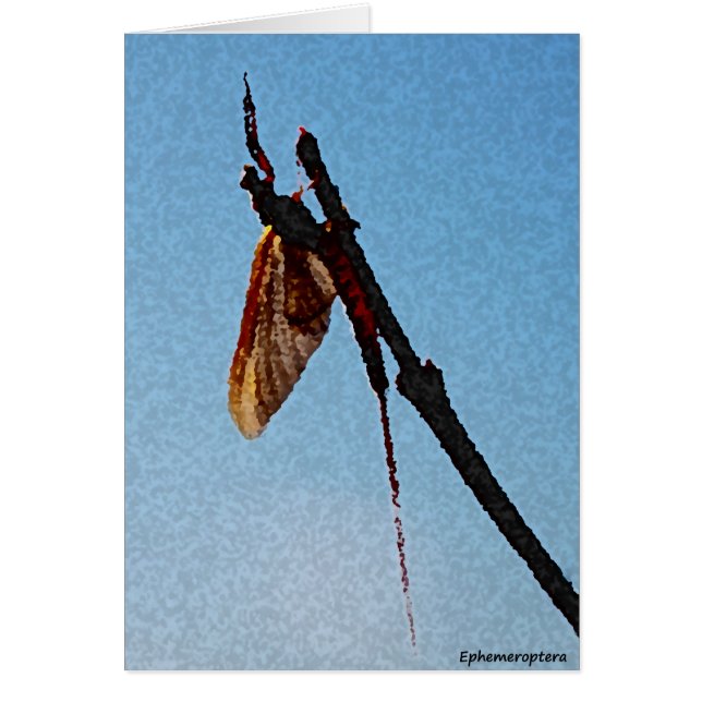 Ephemeroptera -カード (正面)