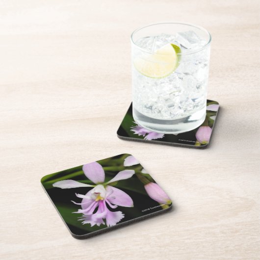 Epidendrumのcaligarium コースター (右側)