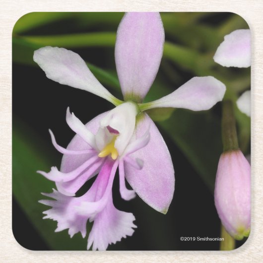 Epidendrumのcaligarium スクエアペーパーコースター (正面)